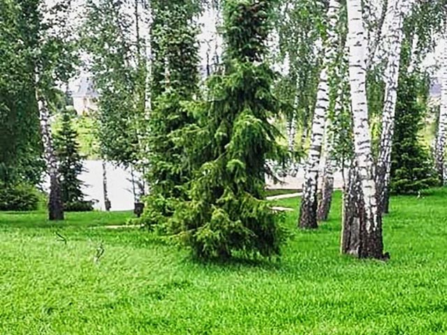 Доставка и укладка газона в Климовске